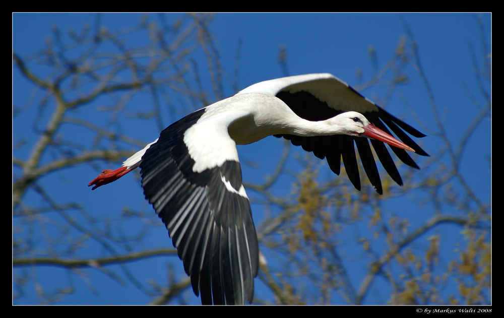 Baby-Lieferant im Anflug