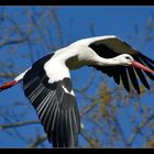 Baby-Lieferant im Anflug