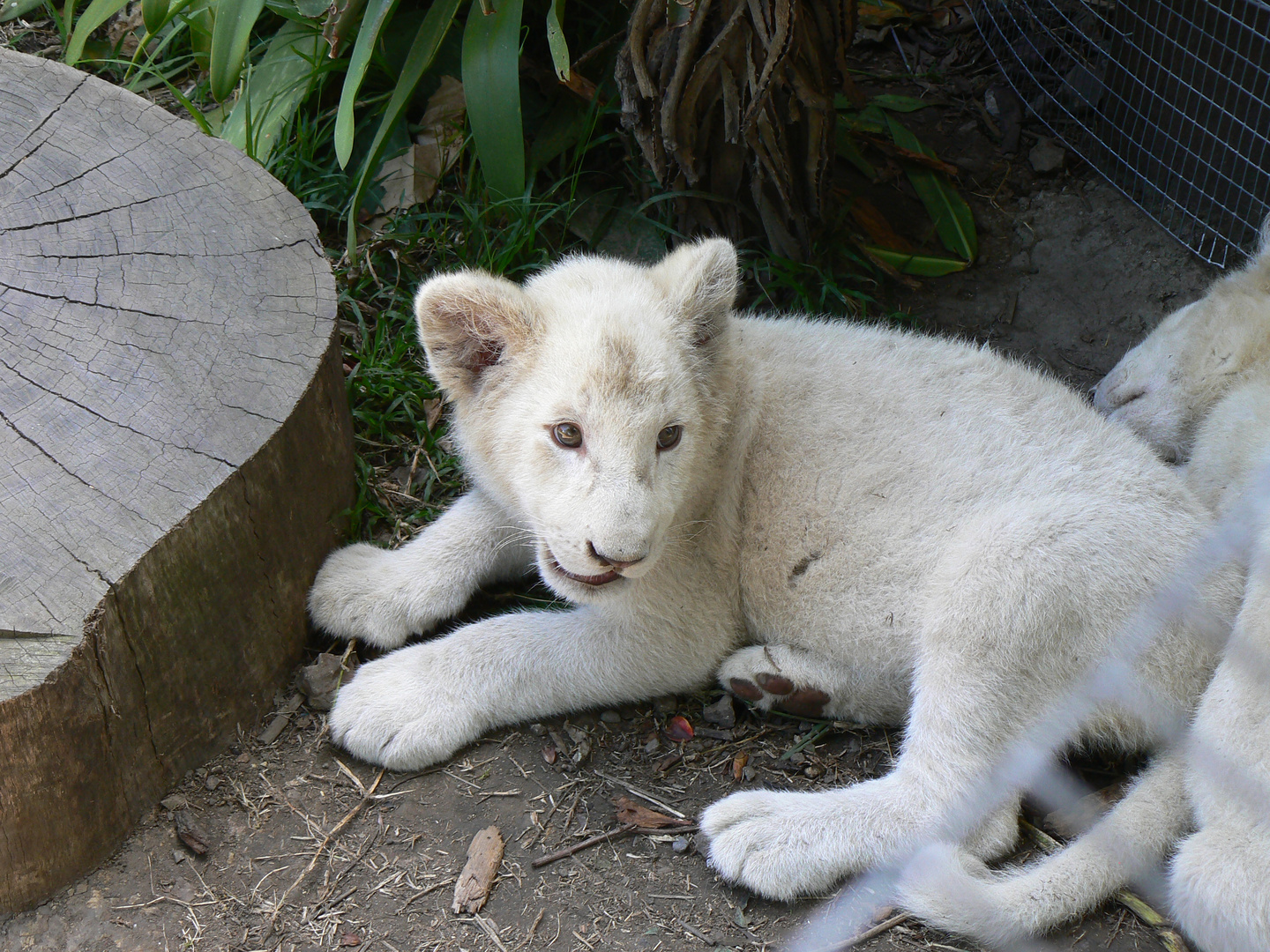 Baby Lion 2