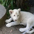 Baby Lion 2