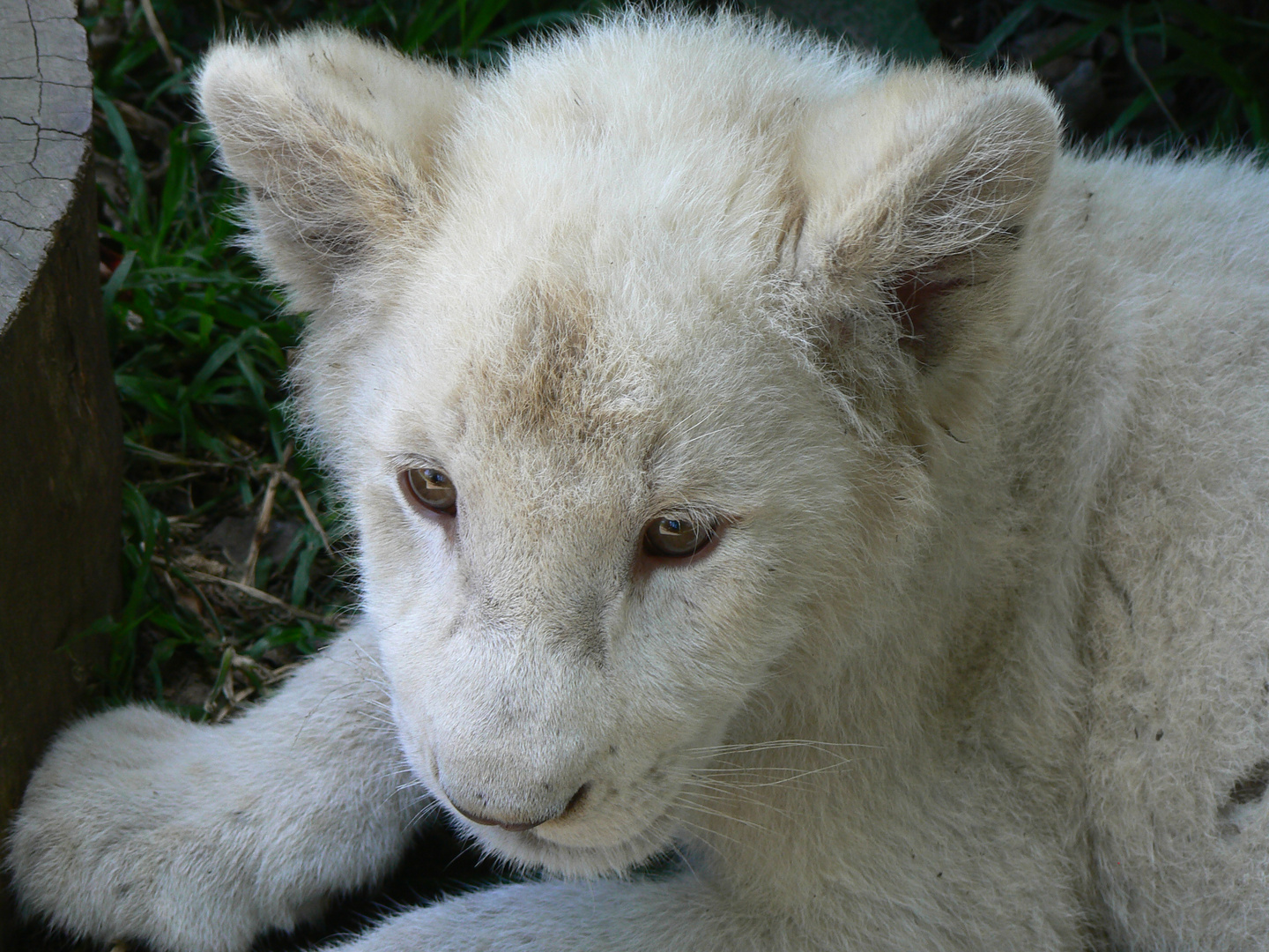 Baby Lion