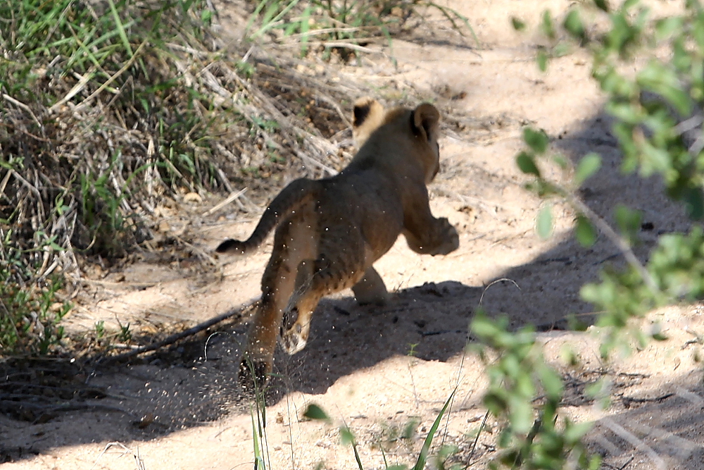 Baby Lion