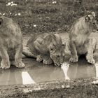 Baby lions ,Tanzania