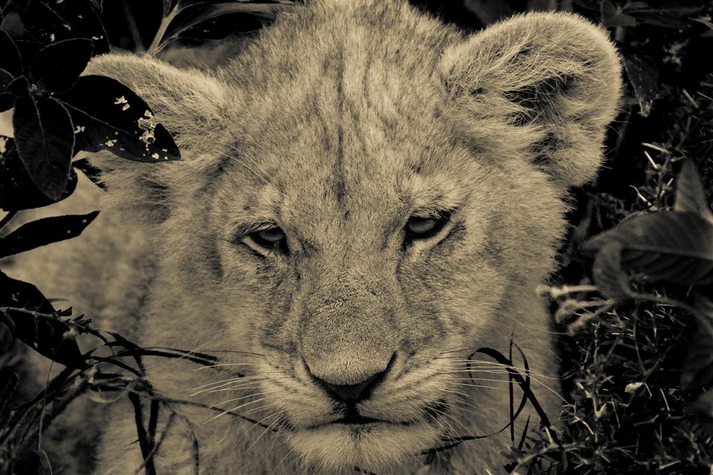 Baby lions ,Tanzania