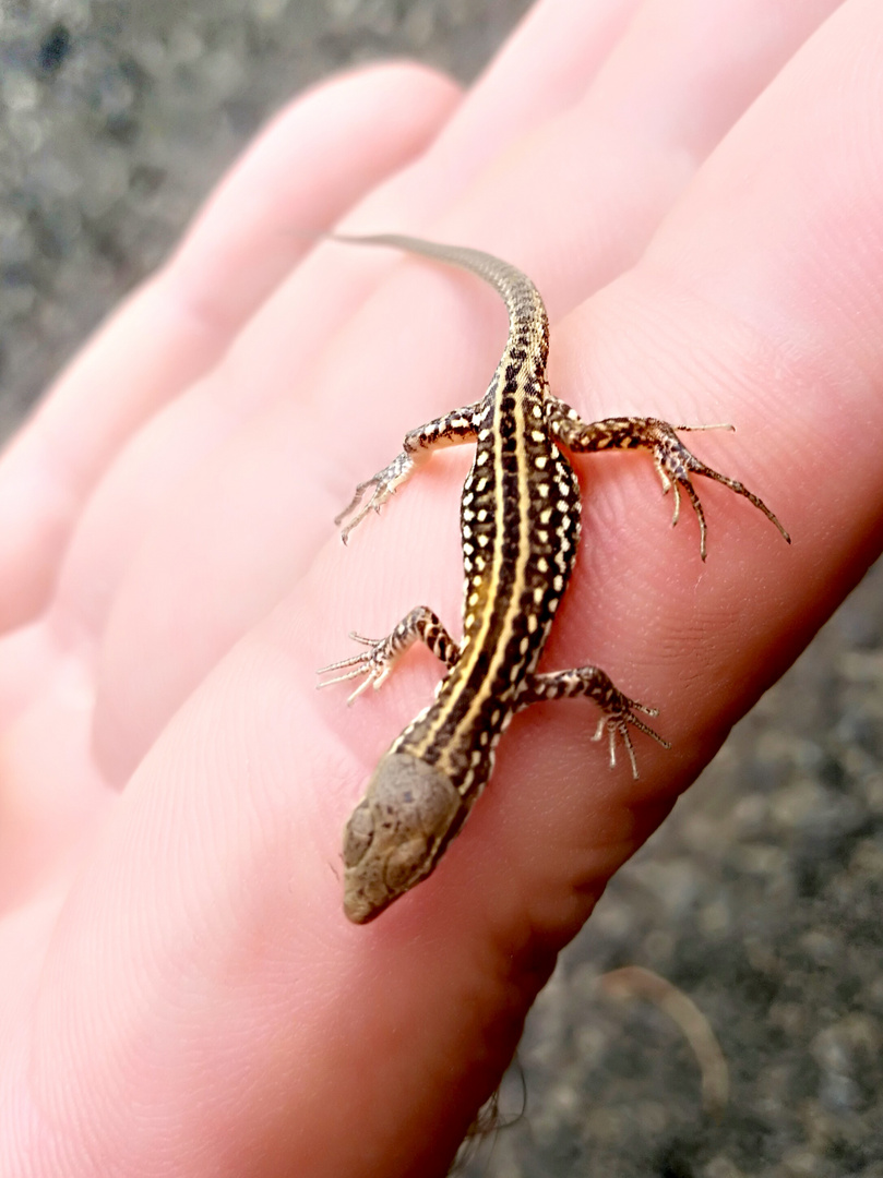 Baby Lizard