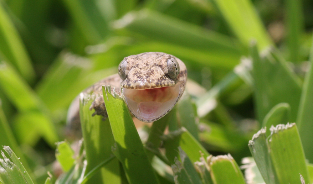 Baby Lizard