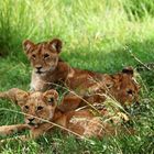 Baby -Löwen