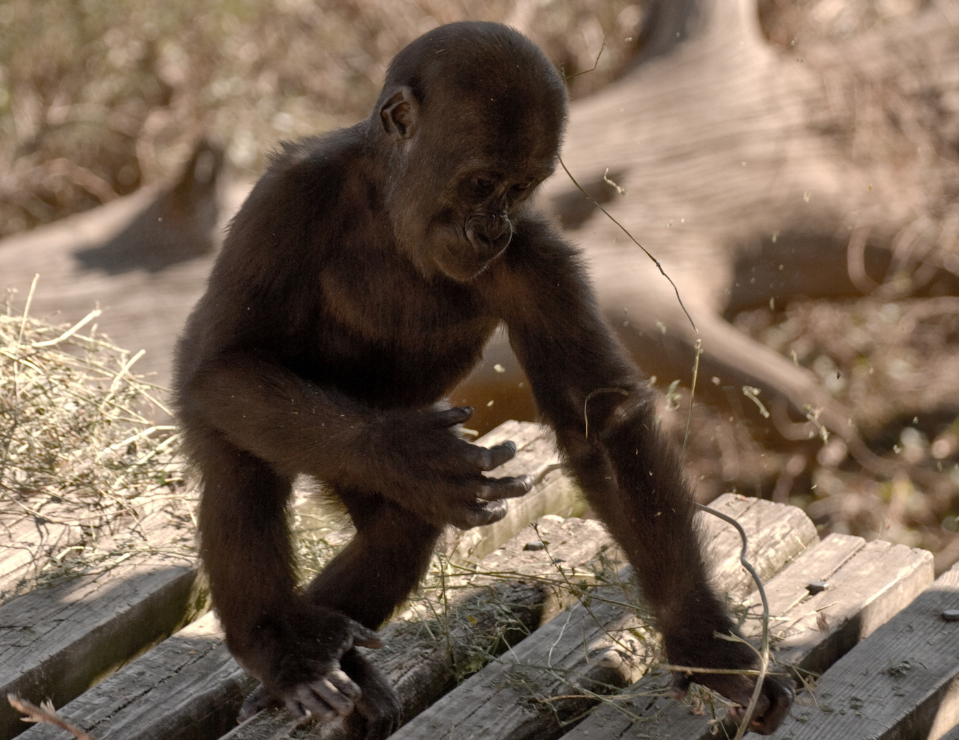 Baby Lowland Gorilla