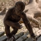 Baby Lowland Gorilla