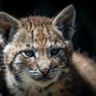 Baby Luchs