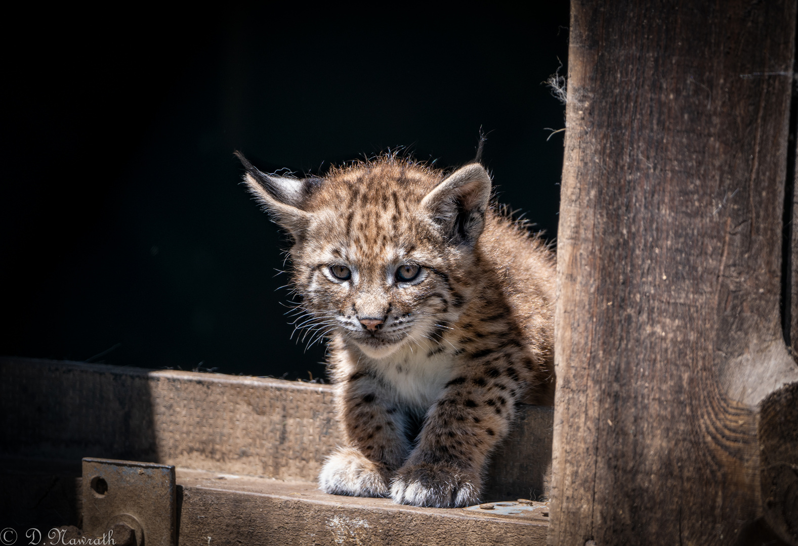 Baby Luchs 2