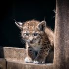 Baby Luchs 2