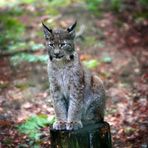 Baby Luchs