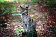 Baby Luchs