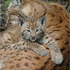 Baby - Luchs