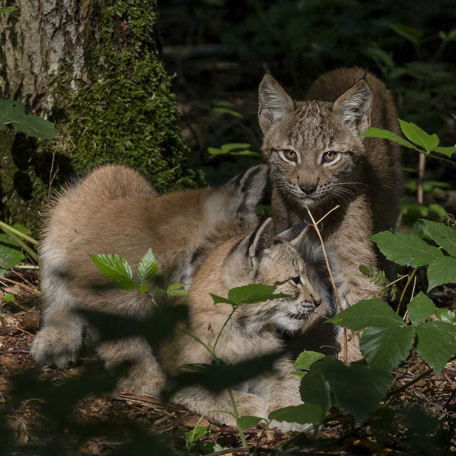 BABY-LUCHS