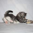 Baby Main Coon 4