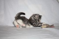 Baby Main Coon 4