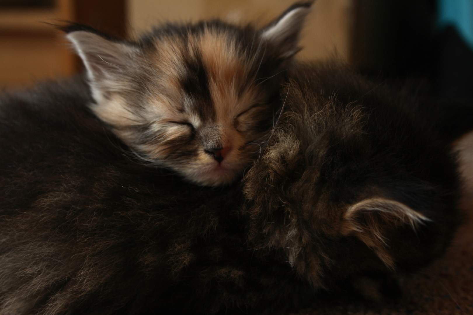 Baby Main Coon 6