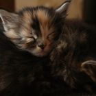 Baby Main Coon 6