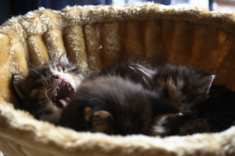 Baby Main Coon 7 "gähhhhhhhhhhnnn"