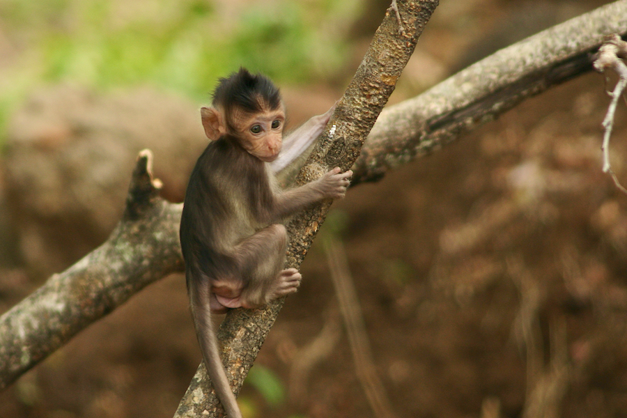 Baby Makake 1 von 4