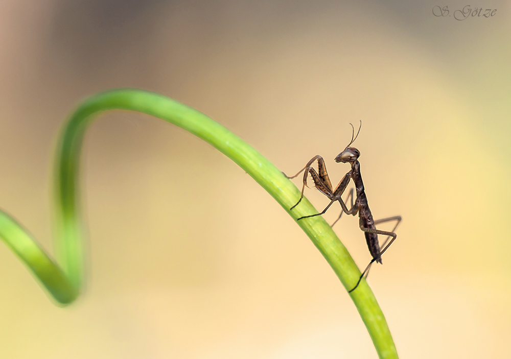 Baby-Mantis