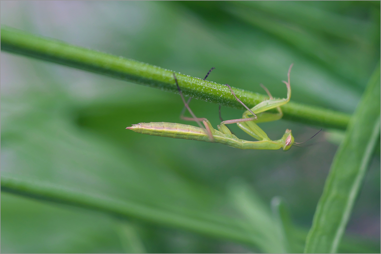 Baby Mantis