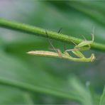 Baby Mantis