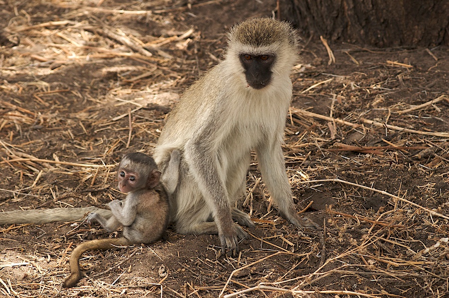 Baby Meerkatze mit Mutter (Vervet Monkey)