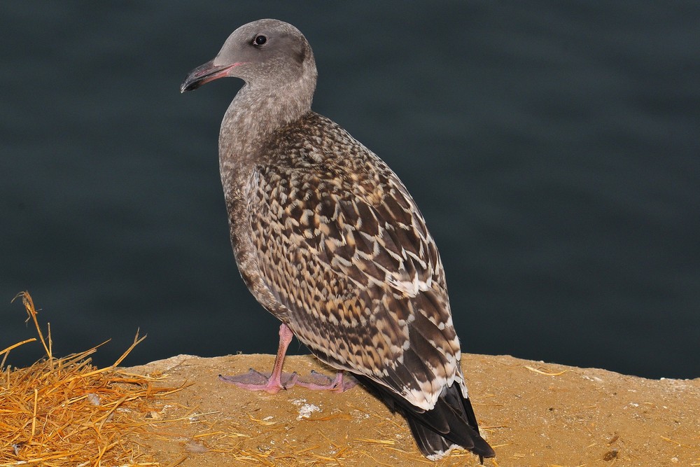 Baby Möwe