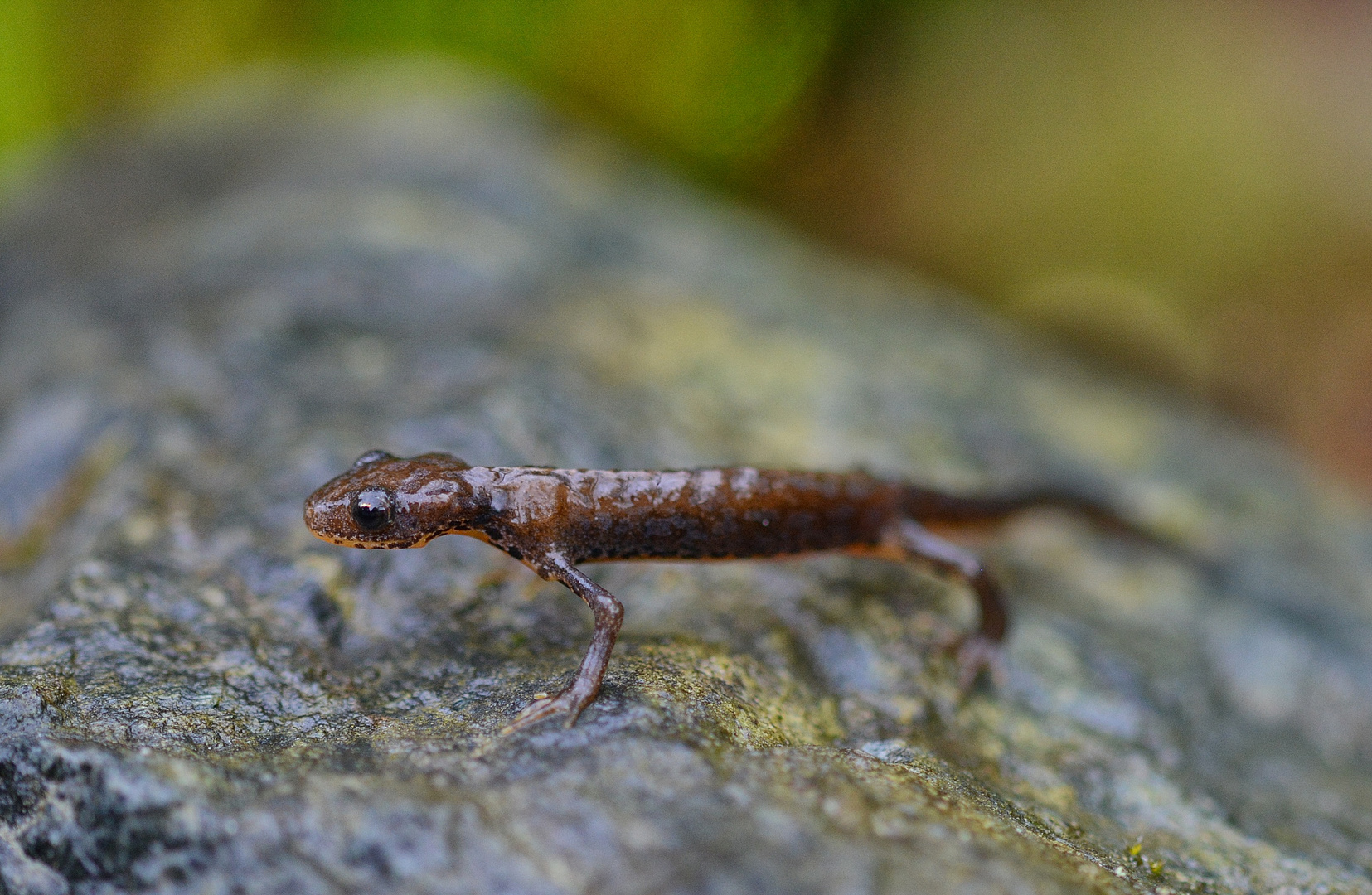 Baby Molch Foto & Bild teich, natur, wildlife Bilder auf
