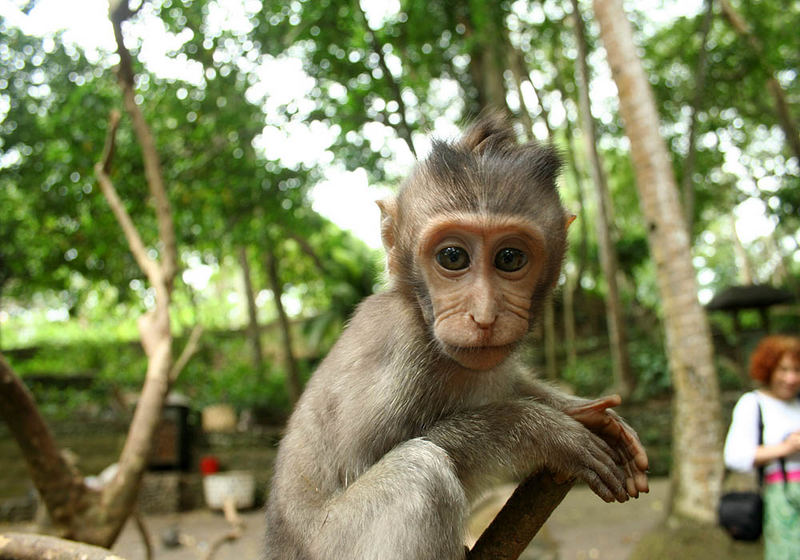 baby monkey 2