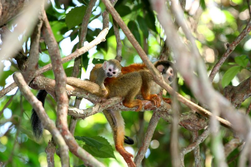 Baby monkey & mom