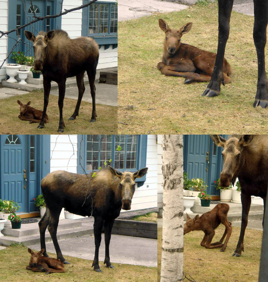 Baby moose 1