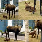 Baby moose 1