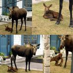 Baby moose 1