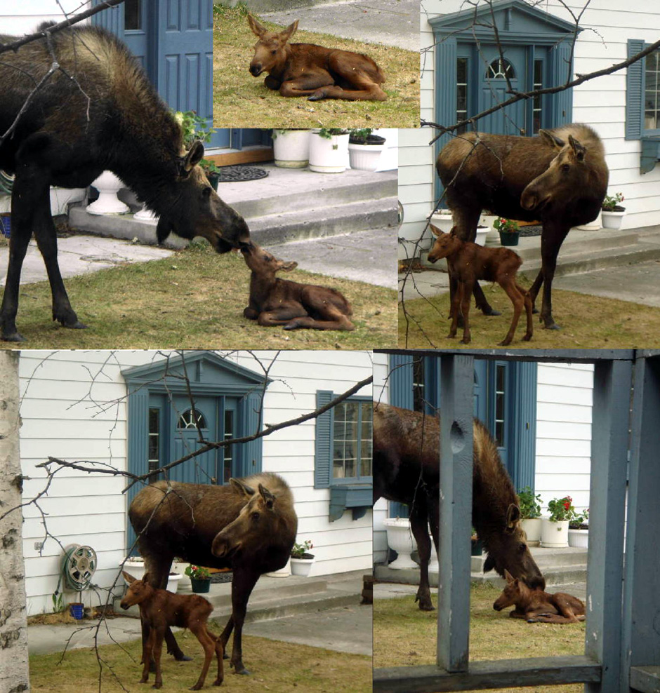 Baby moose 2