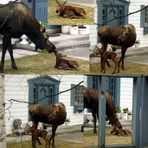 Baby moose 2