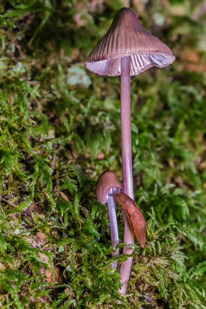 Baby-Nacktschnecke