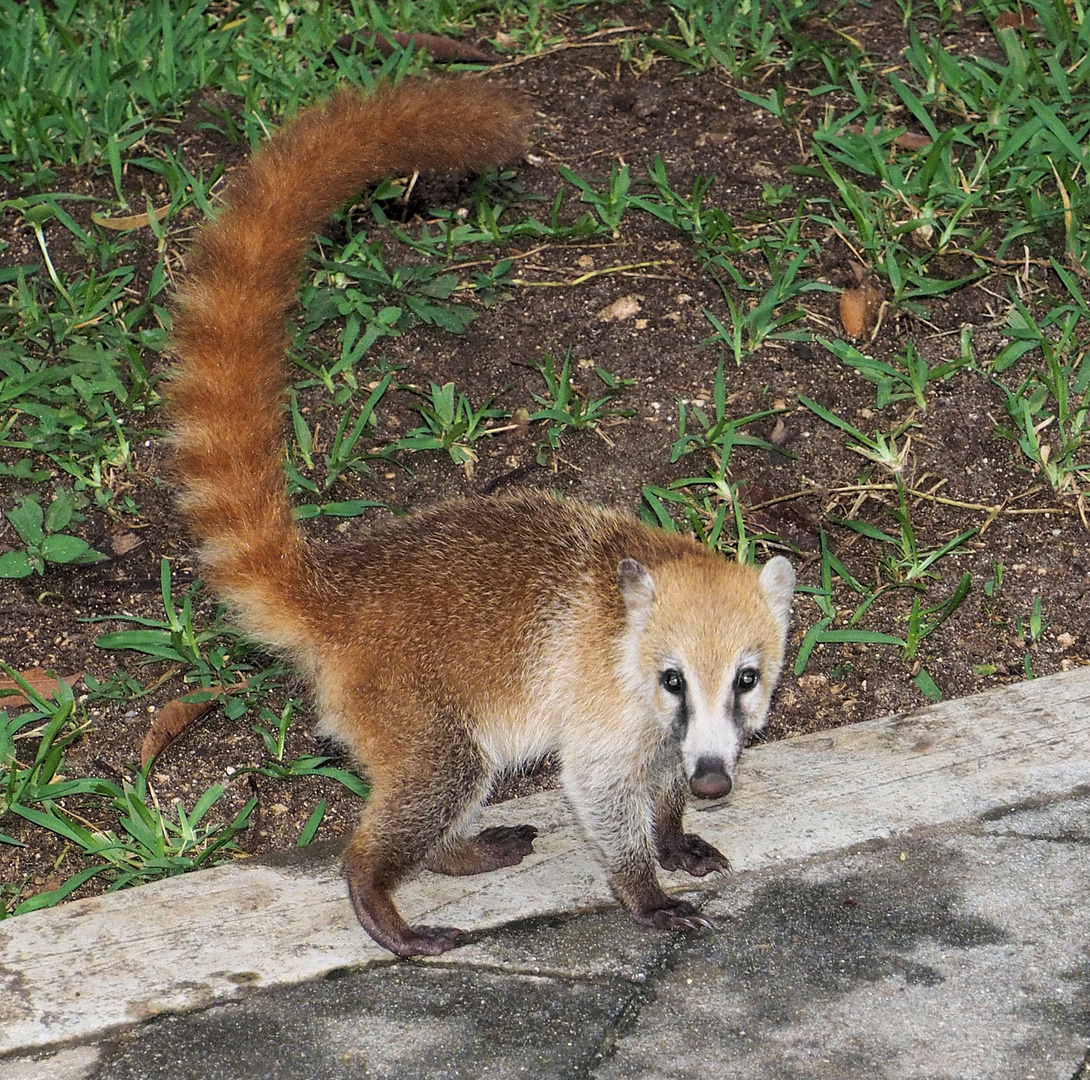 Baby Nasenbär..