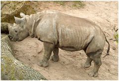 Baby Nashorn