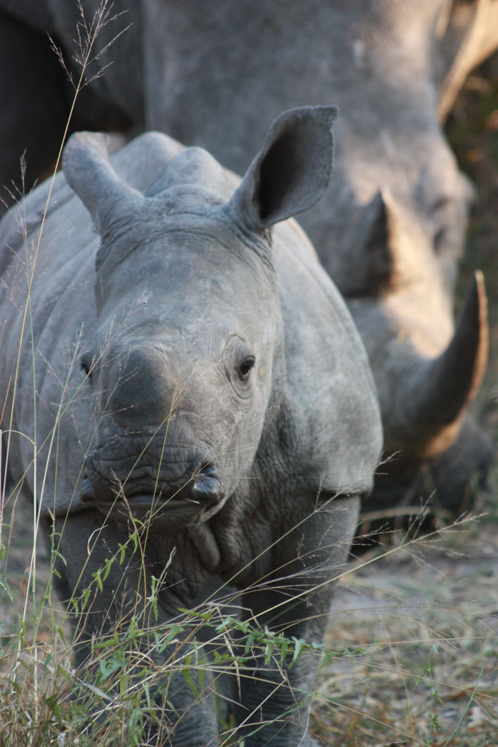 Baby Nashorn