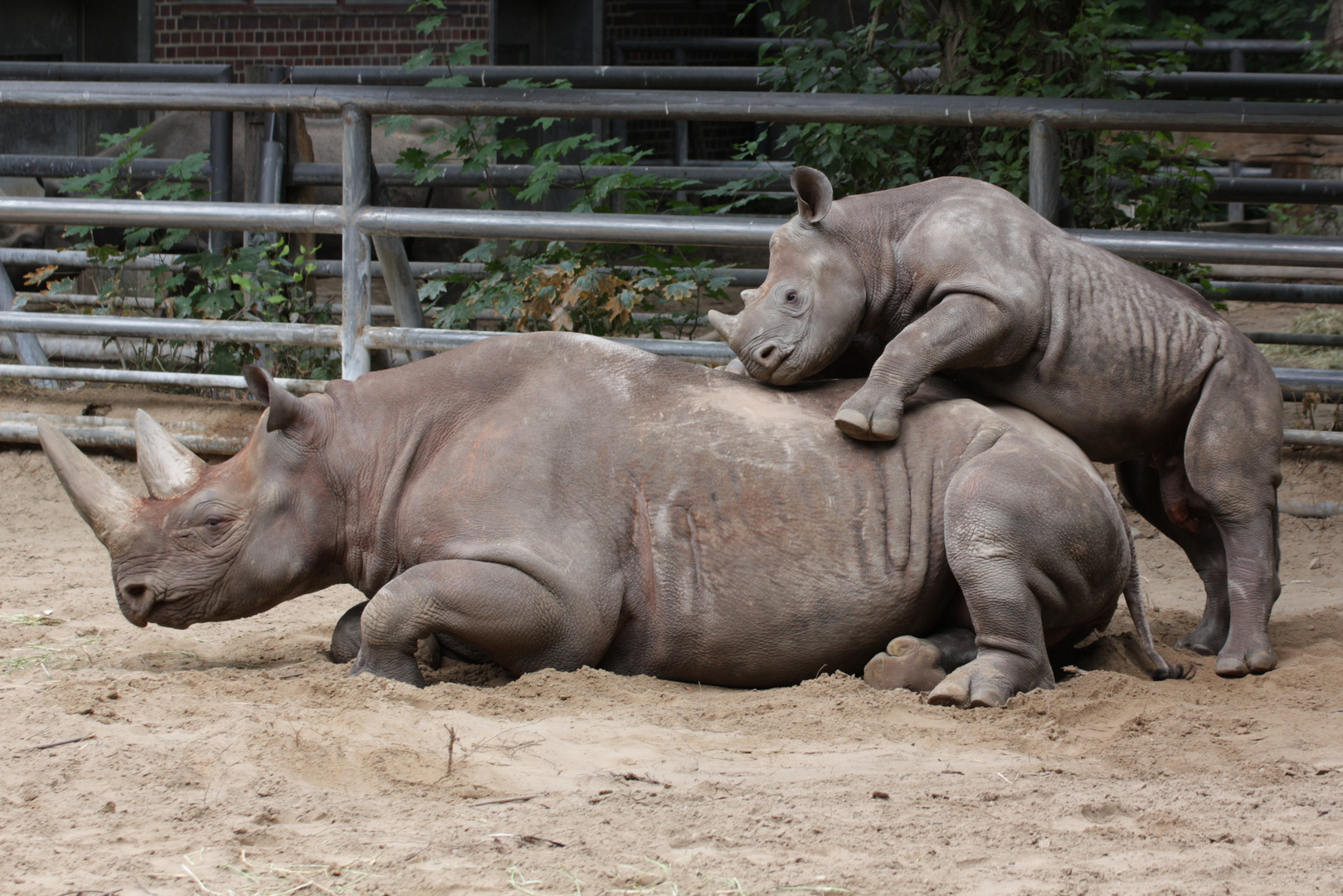 Baby-Nashorn kuschelt mit Mama