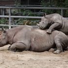 Baby-Nashorn kuschelt mit Mama