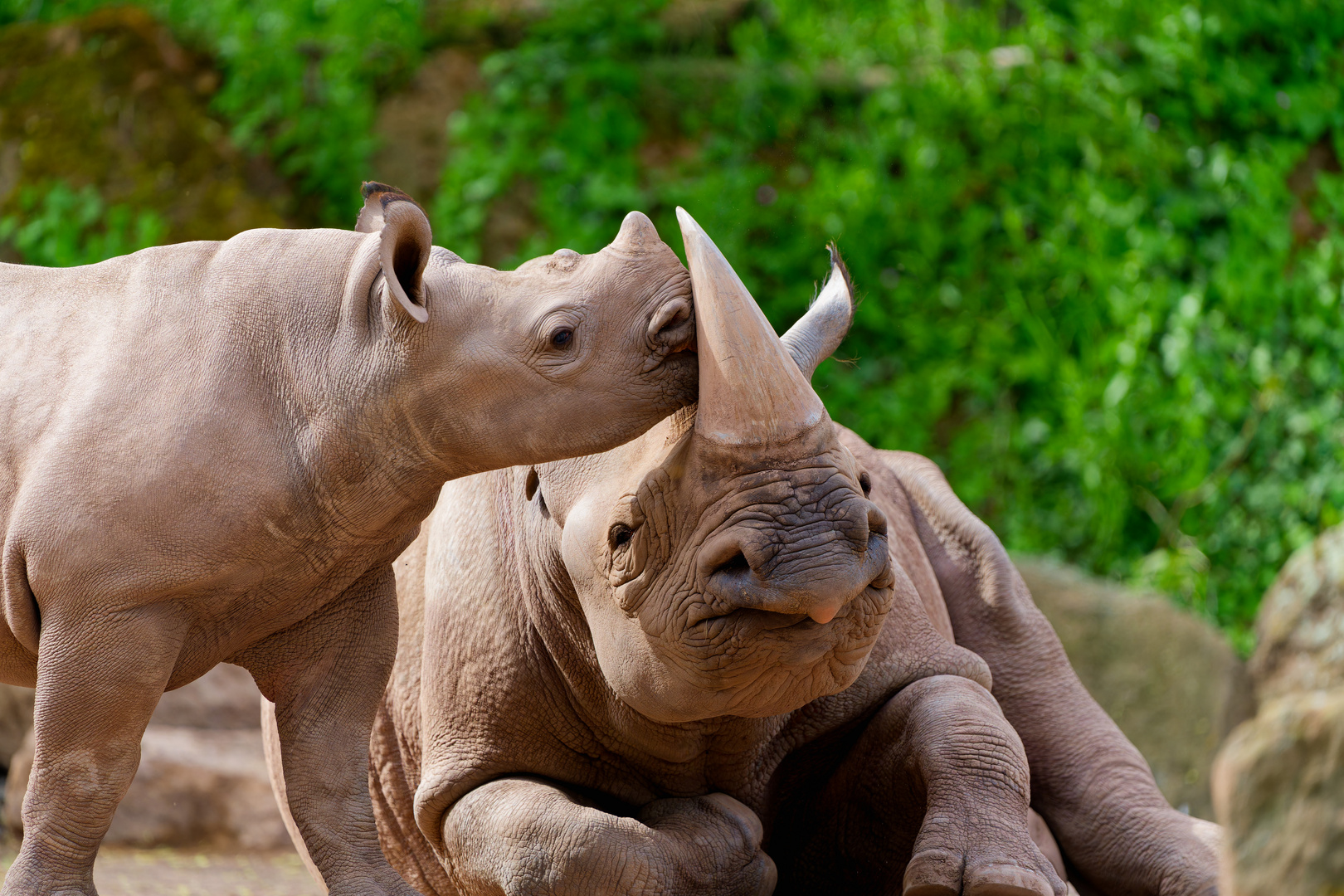 Baby Nashorn und seine Mutter