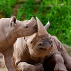 Baby Nashorn und seine Mutter