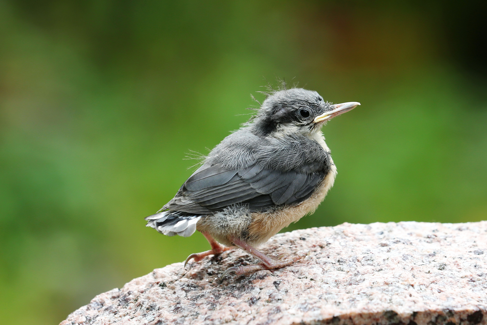 Baby Nuthatch - After first Flight