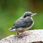 Baby Nuthatch - After first Flight