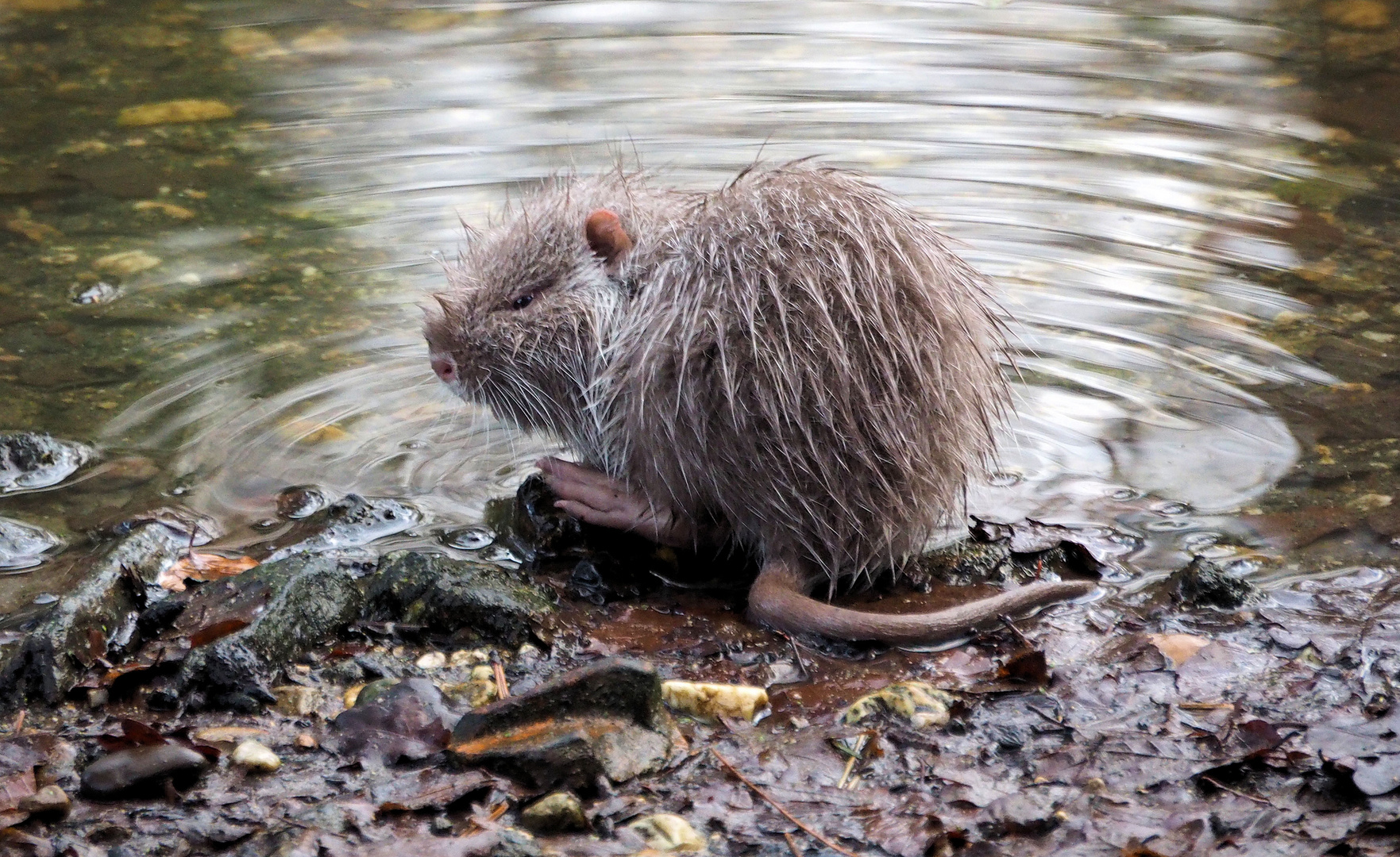 Baby Nutria 